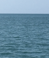 Tursiops truncatus ponticus