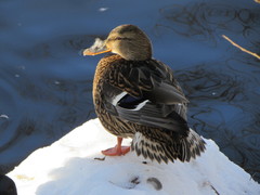 Anas platyrhynchos