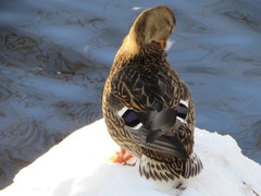 Anas platyrhynchos
