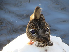 Anas platyrhynchos