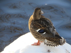 Anas platyrhynchos