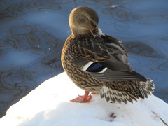 Anas platyrhynchos