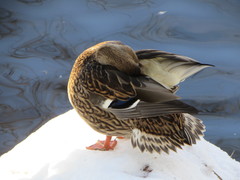 Anas platyrhynchos