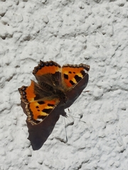Aglais urticae