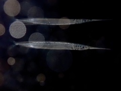 Hyporhamphus acutus
