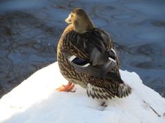 Anas platyrhynchos