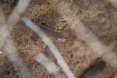 Urosaurus graciosus