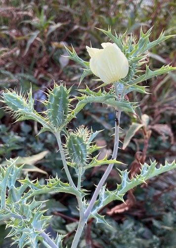 Argemone ochroleuca iNat (2)