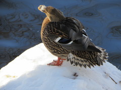 Anas platyrhynchos