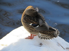 Anas platyrhynchos