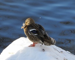 Anas platyrhynchos
