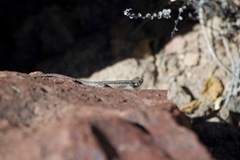Urosaurus graciosus