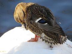 Anas platyrhynchos