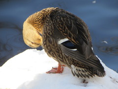 Anas platyrhynchos
