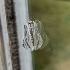 Argyrophora variabilis