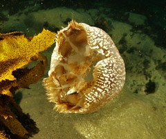 Phyllorhiza punctata