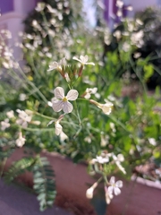 Raphanus raphanistrum