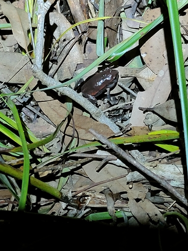 Copper-backed Brood Frog, Pseudophryne raveni