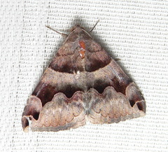 Dysgonia angularis