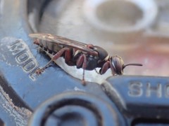 Sericophorus