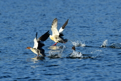 Mergus merganser