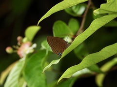 Arhopala amphimuta