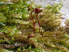 Rhynchostegium murale