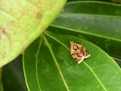 Adoxophyes privatana