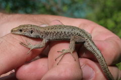 Dinarolacerta mosorensis