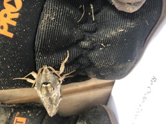 Abantiades labyrinthicus