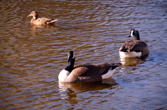 Branta canadensis