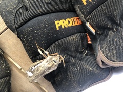 Abantiades labyrinthicus