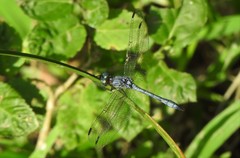 Dasythemis venosa