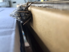 Abantiades labyrinthicus