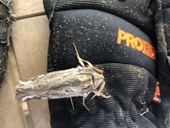 Abantiades labyrinthicus