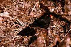 Turdus merula