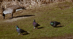 Columba livia domestica