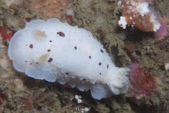 Aphelodoris