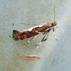 Calybites phasianipennella