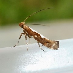 Calybites phasianipennella