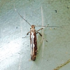 Calybites phasianipennella