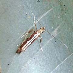 Calybites phasianipennella