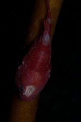 Chorisochismus dentex