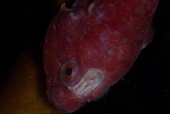 Chorisochismus dentex