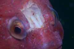 Chorisochismus dentex