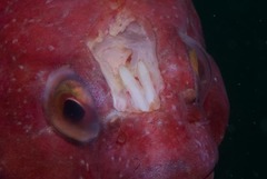 Chorisochismus dentex