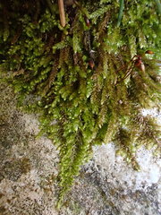 Rhynchostegium murale