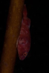 Chorisochismus dentex