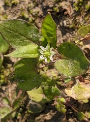 Stellaria aquatica