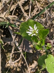 Stellaria aquatica